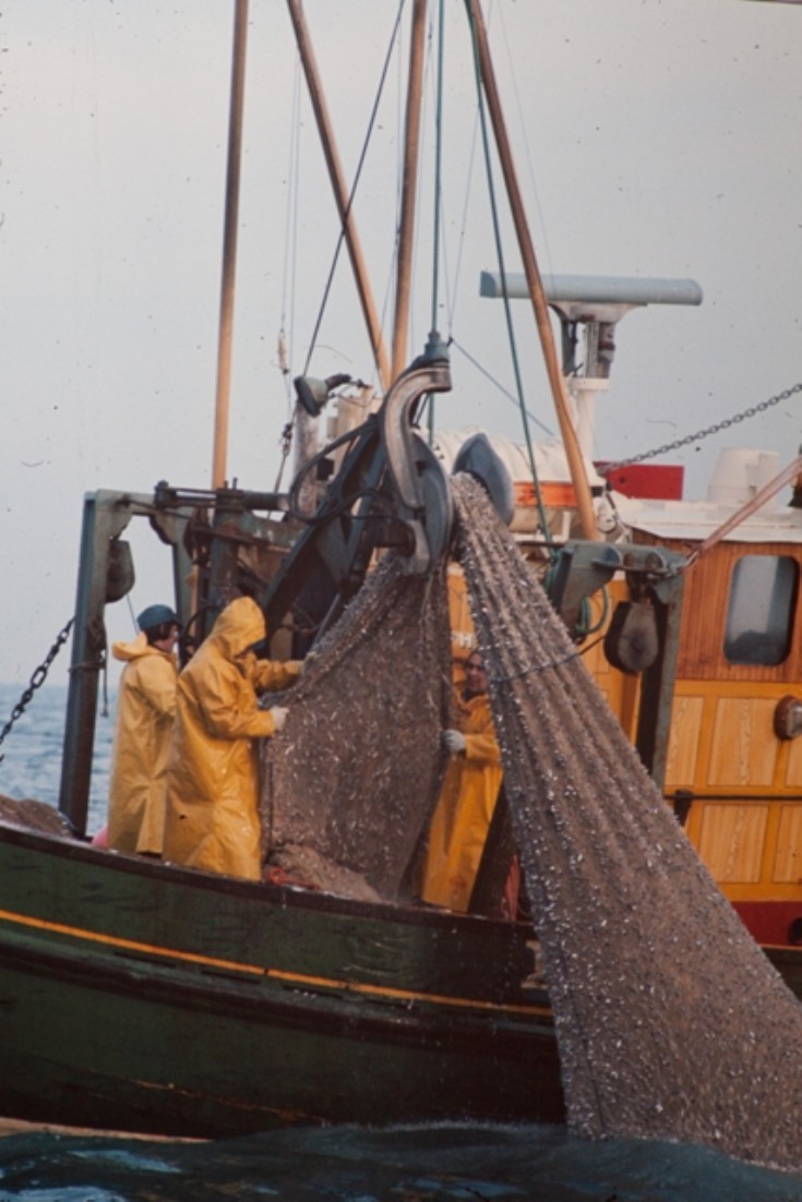 Zephyr Hauling the sprat trawl 