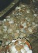 Clams