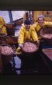 Prawns